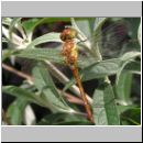 Sympetrum striolatum - Grosse Heidelibelle jung-m04.jpg